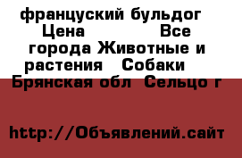француский бульдог › Цена ­ 40 000 - Все города Животные и растения » Собаки   . Брянская обл.,Сельцо г.